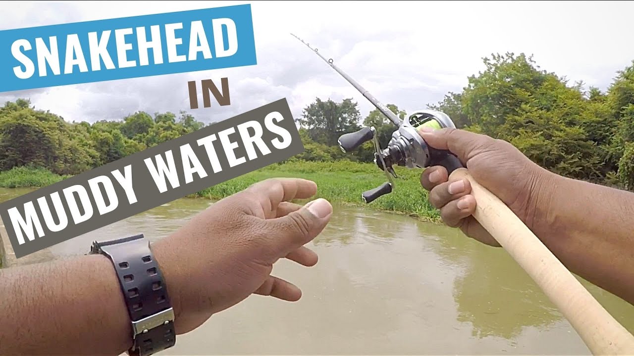 Snakehead Fishing India - Can muddy water be a problem to fish? (2019)
