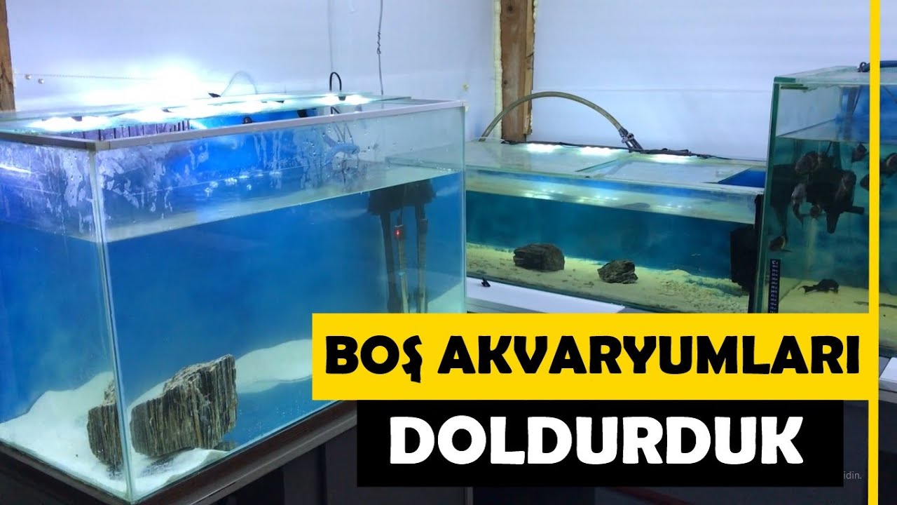 BOŞ AKVARYUMLARI DOLDURDUK