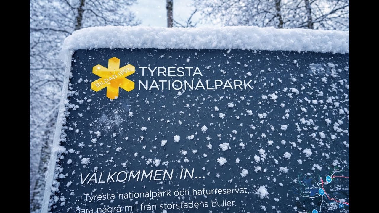 Winter Forest ASMR ❄️ Tyresta National Park | No Talking