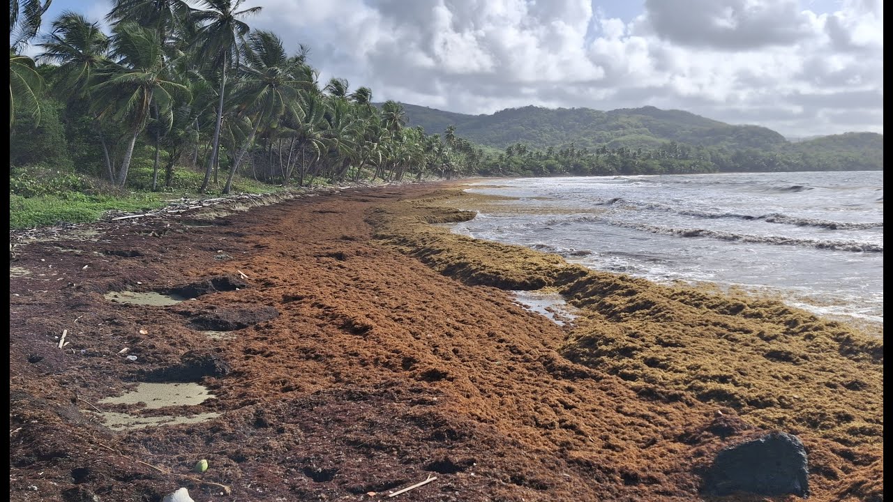 Sargassum Along Tobago's Coast