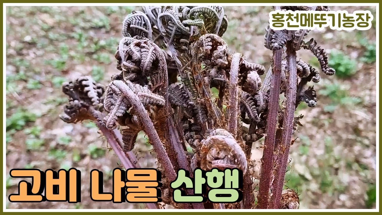 홍천 고비 산행, 고비 손질 법, 고비 종류 | 산으로 간 메뚜기