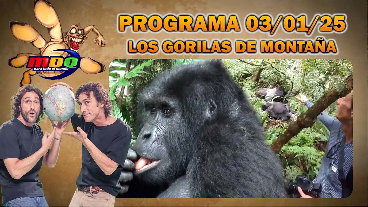 MDQ PARA TODO EL MUNDO - PROGRAMA 03/01/2025 - EN BUSCA DE LOS GORILAS DE MONTA&Ntilde;A DE &Aacute;FRICA