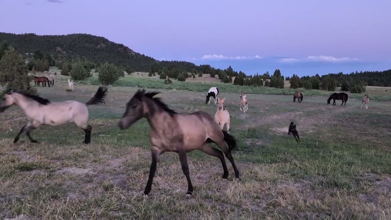 Mares and Foals out to pasture!