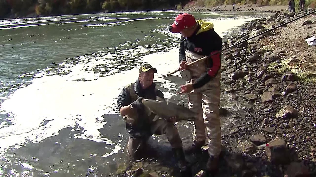Chinook salmon river fishing, Niagara Whirlpool, Niagara River, ON