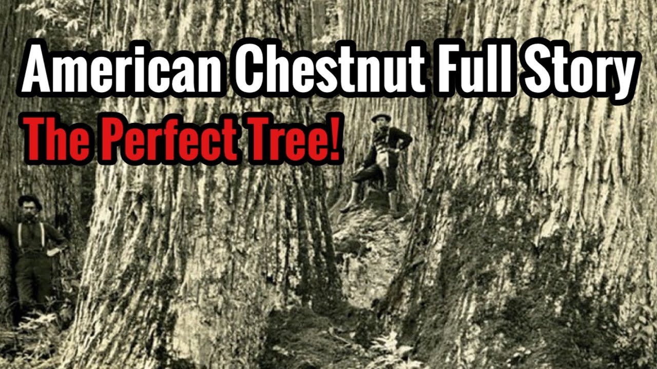American Chestnut Full Story