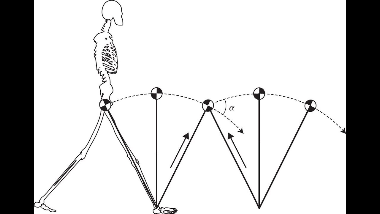 17 minute Feldenkrais Method Practice -  Force Transmission