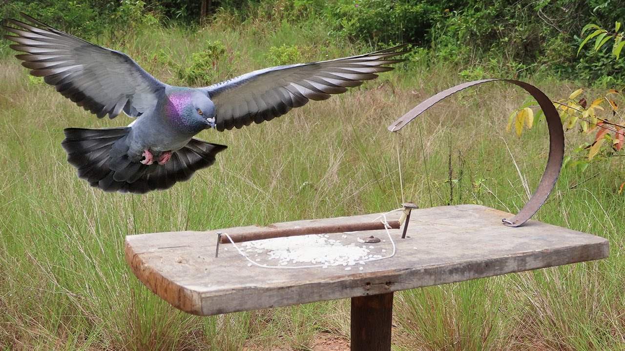 Creative Easy Method Pigeon Trap Using Hack Saw And woods - Simple Quick Bird Trap