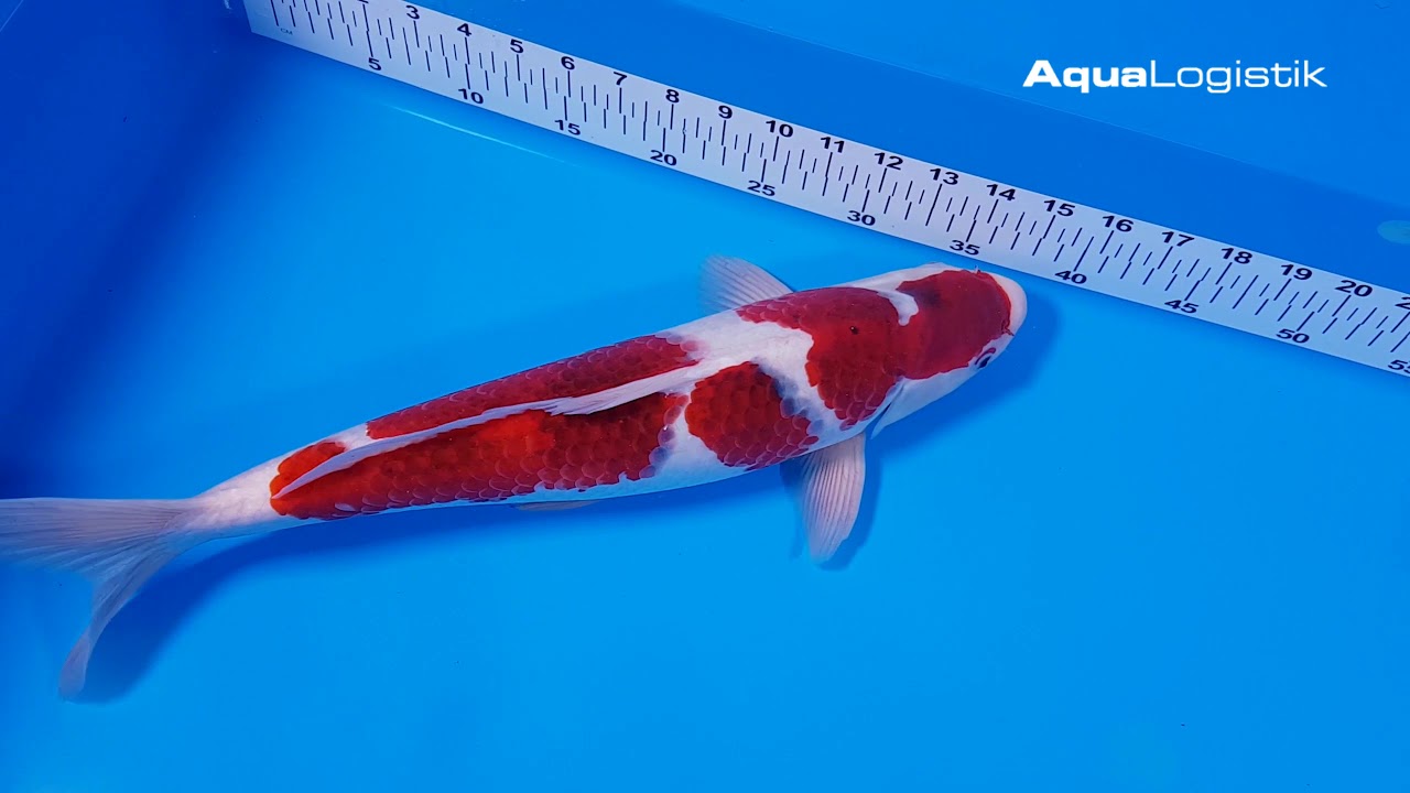Marushin Goromo 46 cm
