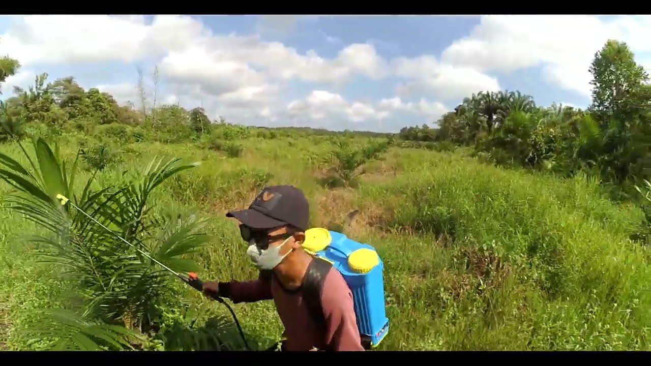 Mengatasi busuk pucuk pada sawit baru tanam ke lahan