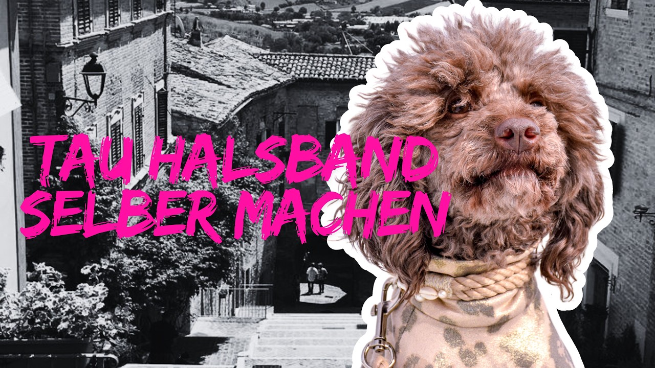 DIY Tau-Halsband für Hunde | Mit Muscheln selbst machen (Baumarkt-Material)