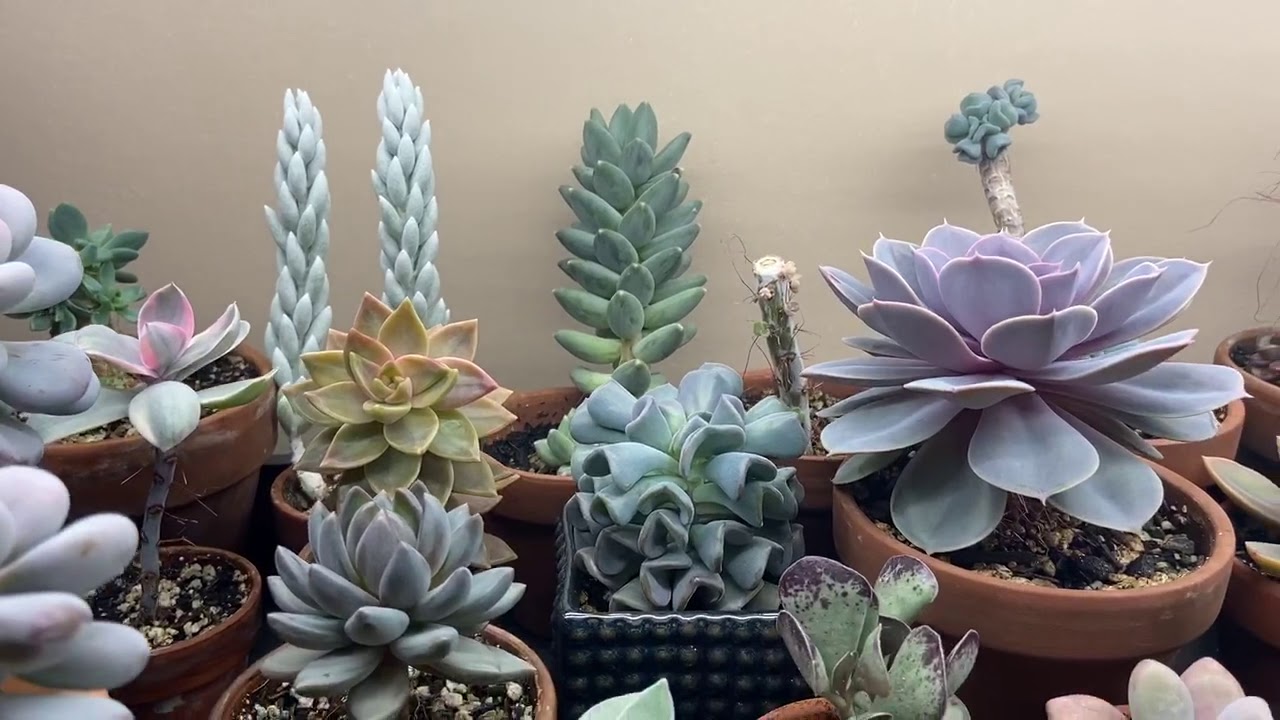 succulent update part 1