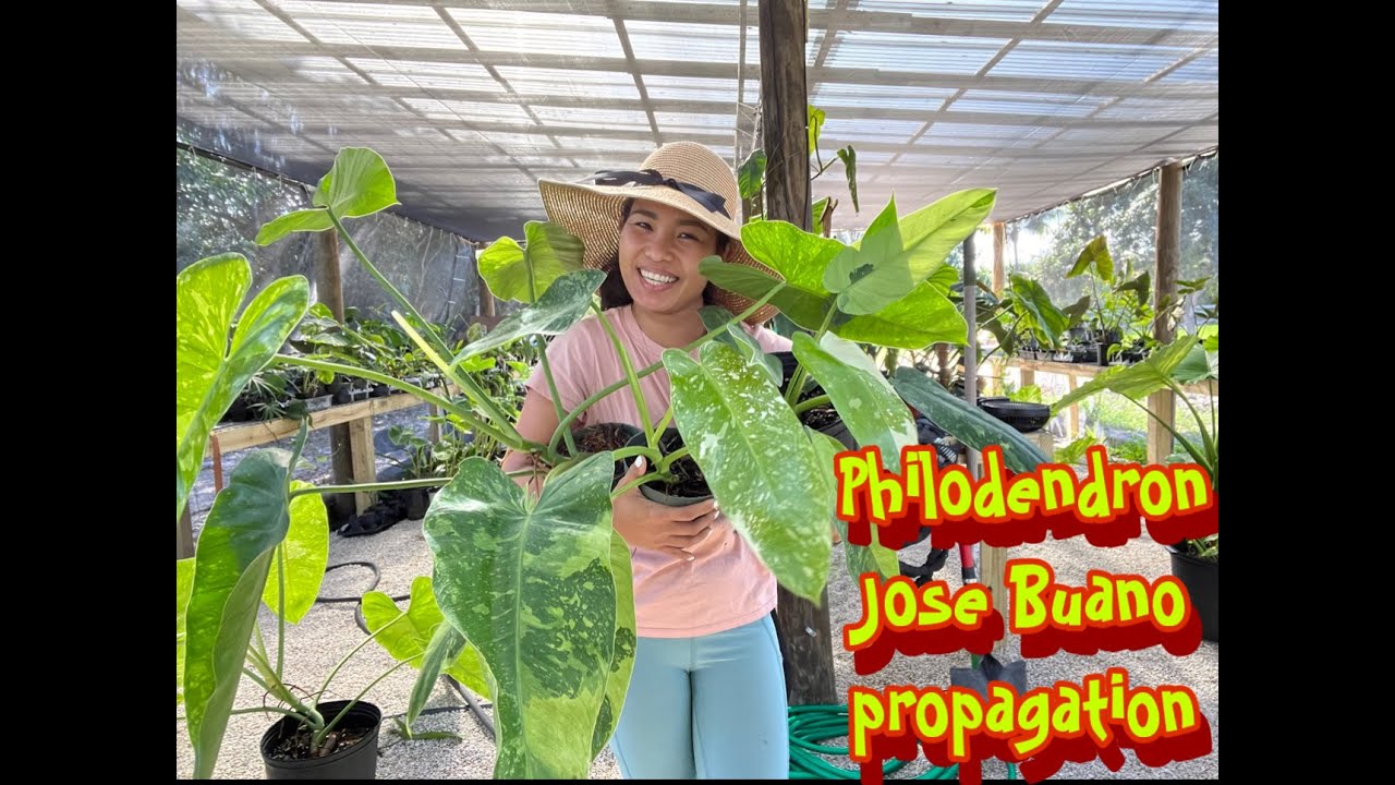 Philodendron Jose Buano Propagation | Florida Gardening
