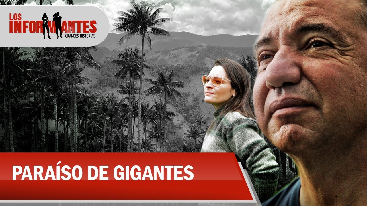 “Las palmas de cera en el Valle de Cocora son muertos vivientes”: Rodrigo Bernal - Los Informantes