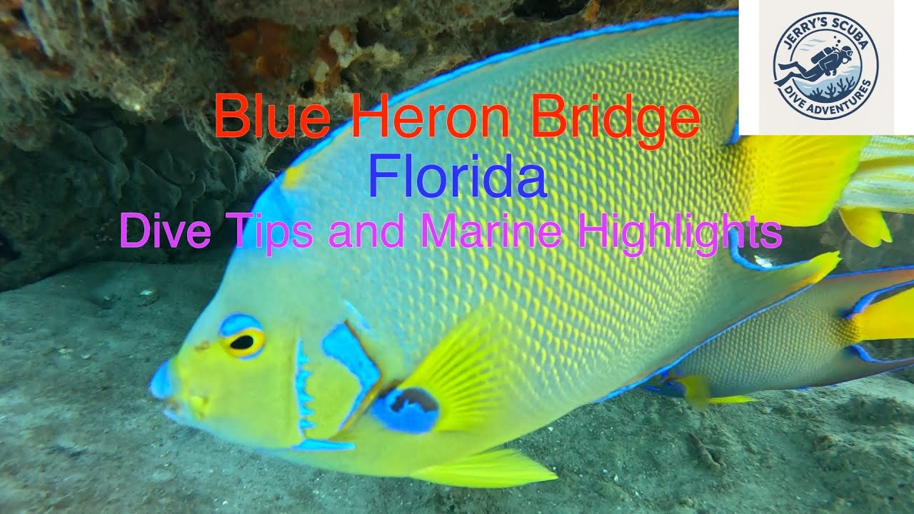 Blue Heron Bridge: Dive tips and Marine Highlights