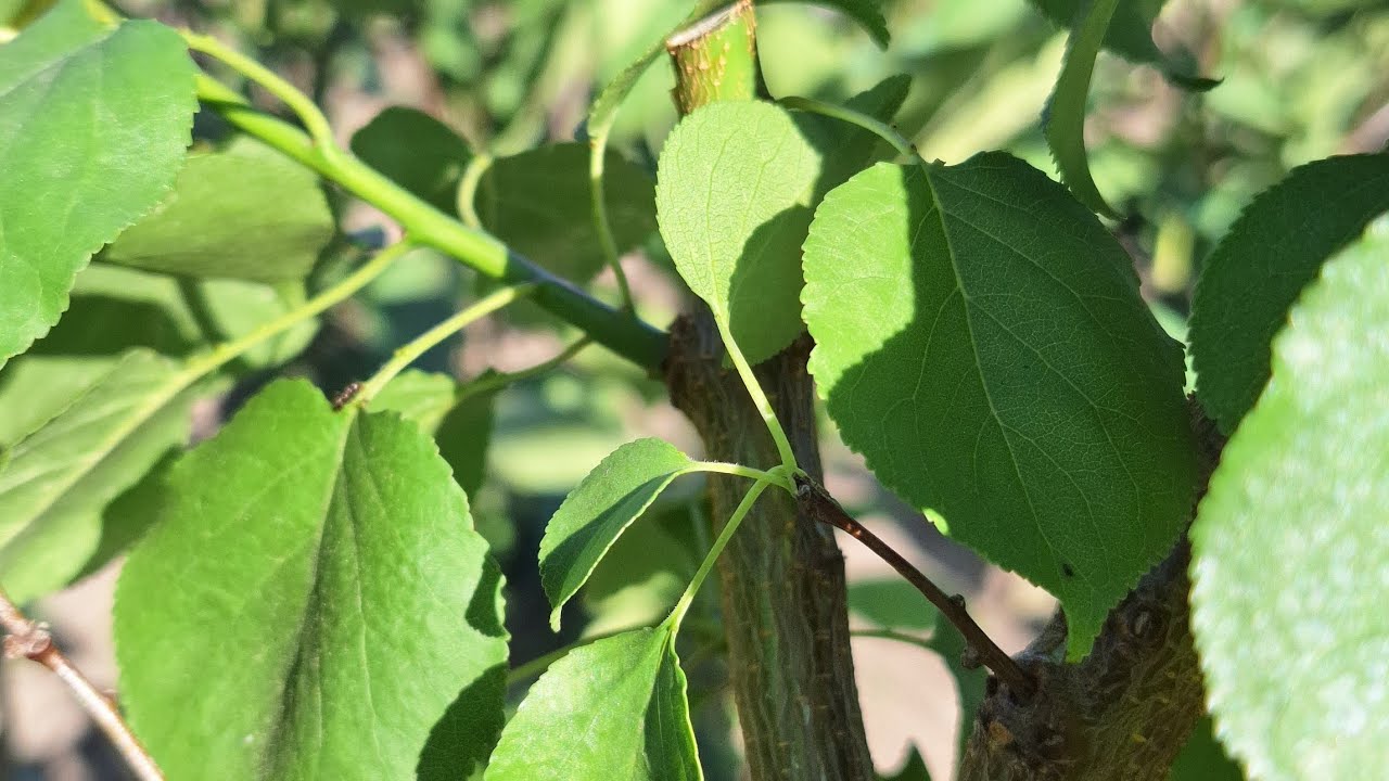 Tăierea pomilor fructiferi la cep versus tăierea la inel