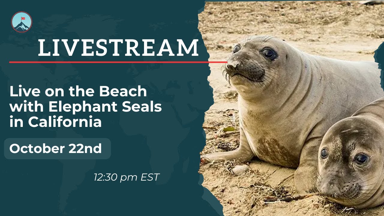 Live on the Beach with Elephant Seals in California