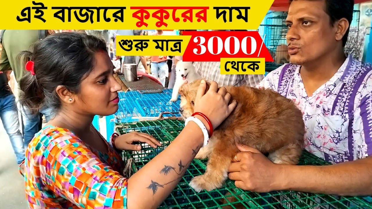 Gallif Street Pet Market Kolkata | Recent Dog Puppy Price Update | Dog Price | Galiff street kolkata