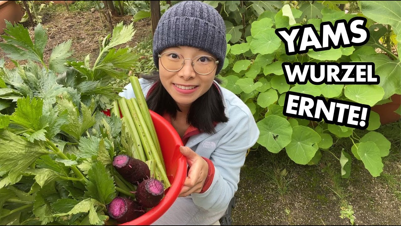 Exotische Yamswurzel in Deutschland - klappt das? | mein Ökosystem