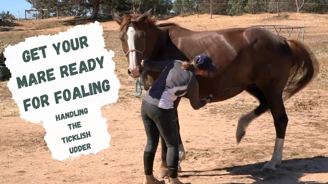 Mare Udder Problems Solved with This One Simple Trick