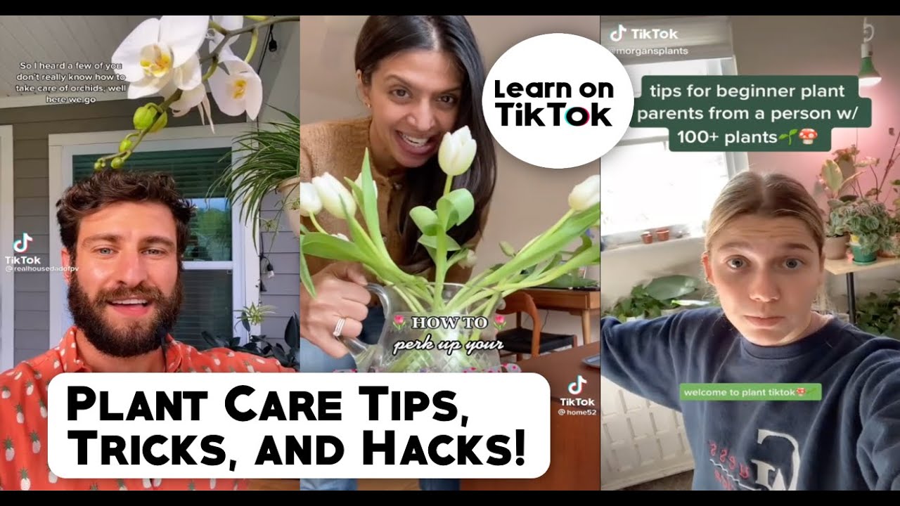 Planttok Plant Care Tips, Tricks and Hacks