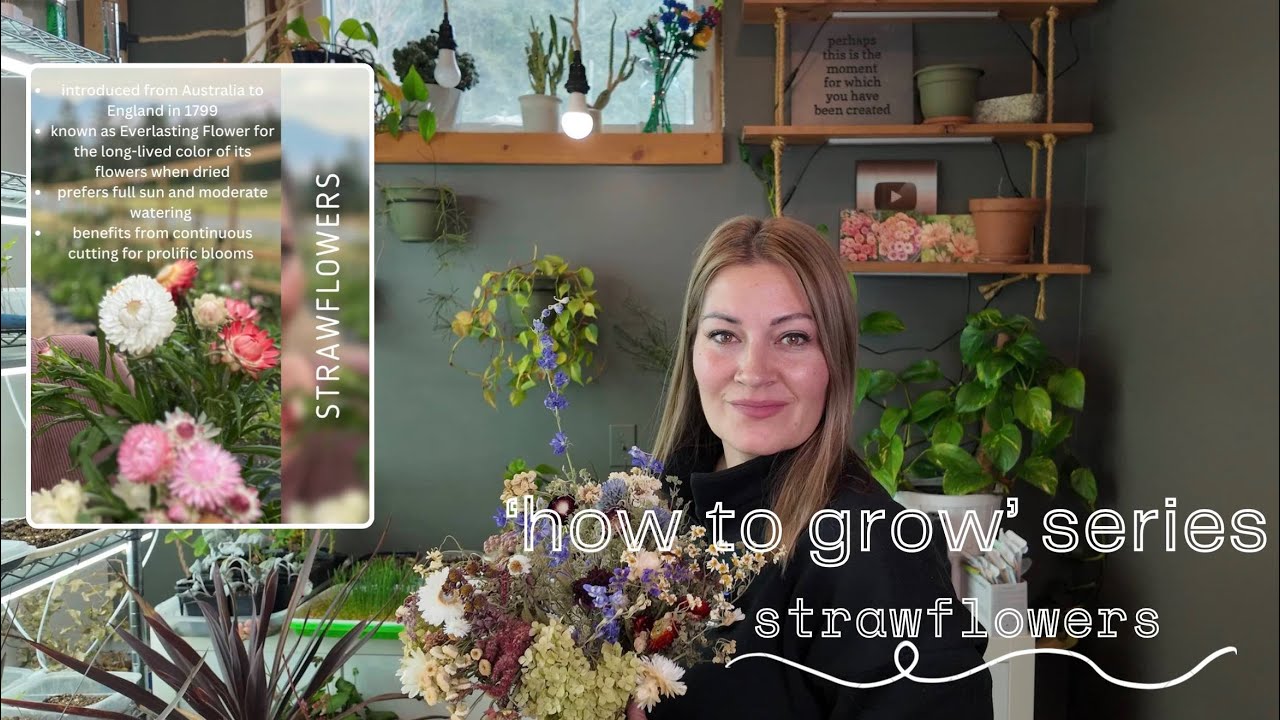 Серия &laquo;Как выращивать&raquo; &mdash; Strawflowers