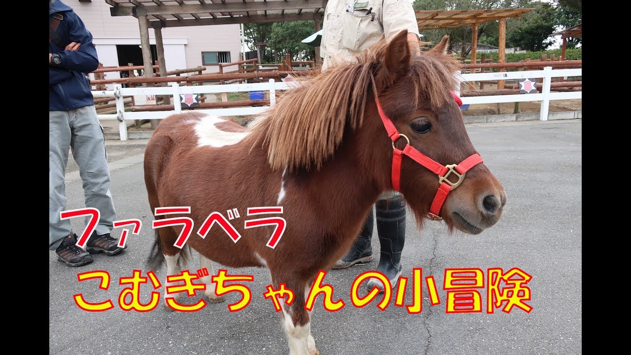ファラベラのこむぎちゃん小冒険