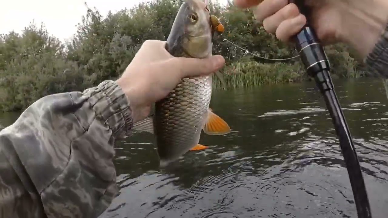 Ловля голавля на поверхностные цикады Tiemco Tiny Cicada Bass Tune #47!