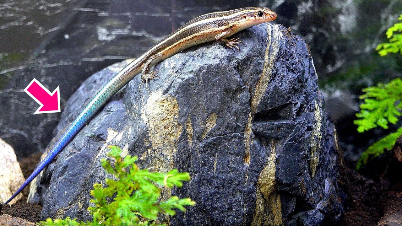 国産の美しすぎるトカゲの飼育水槽を立ち上げる！