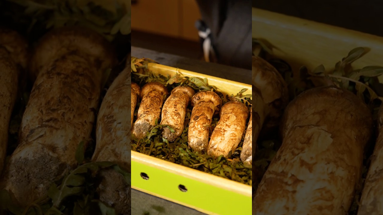 Matsutake mushroom 