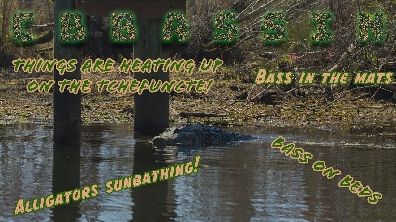 BASS ON THE BED IN THE TCHEFUNCTE RIVER!  Caught a big bass off the bed.