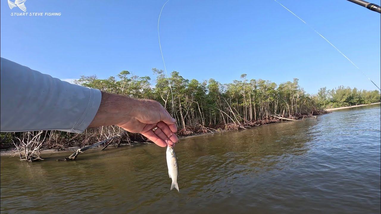 Mullet Run 2023, fishing for SNOOK!