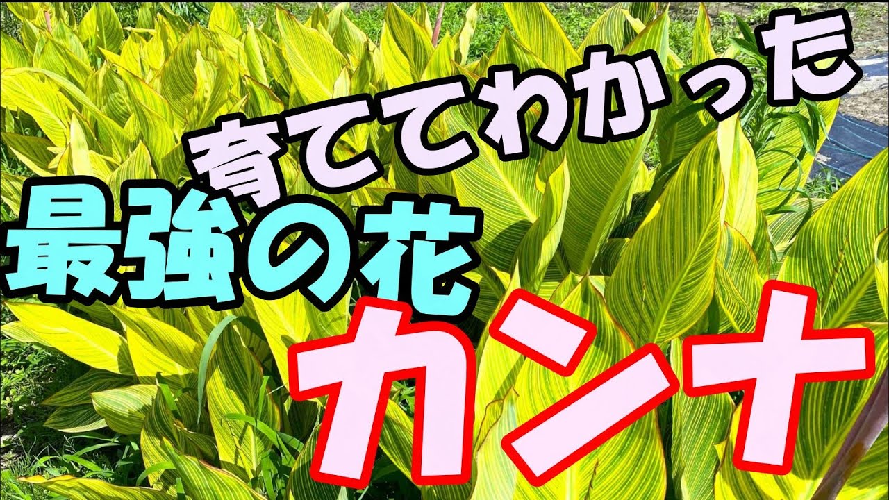 最強の花　カンナ