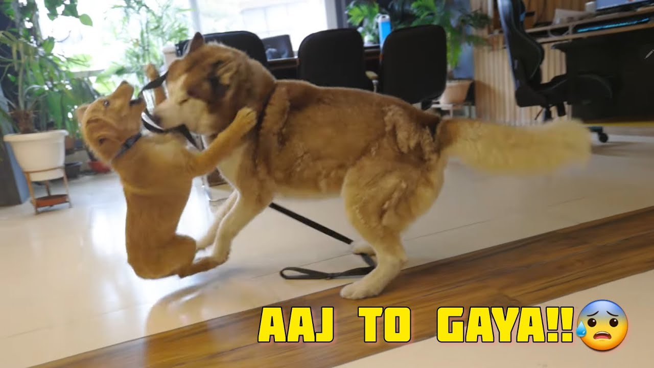 MAX ne GHOST ko dukhi Kar diya yaar 😰😄 Pagal Hai dono 🙏🤣