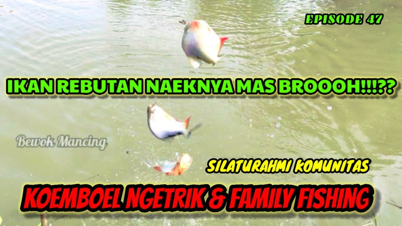 Mancing BORONGAN EMPANG BOGOR❗❗FULL STRIKE IKAN BAWAL❗❗❓❓
