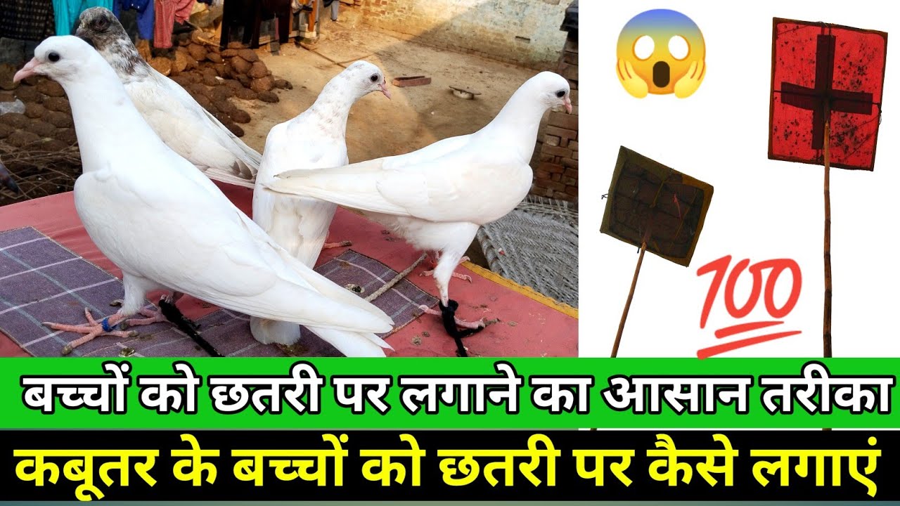 कबूतरों के बच्चों को छतरी पर लगाने का आसान तरीका |कबूतर के बच्चों को छतरी पर कैसे लगाएं