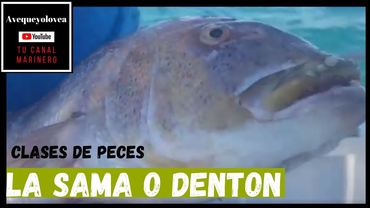 Sama dentón o savia