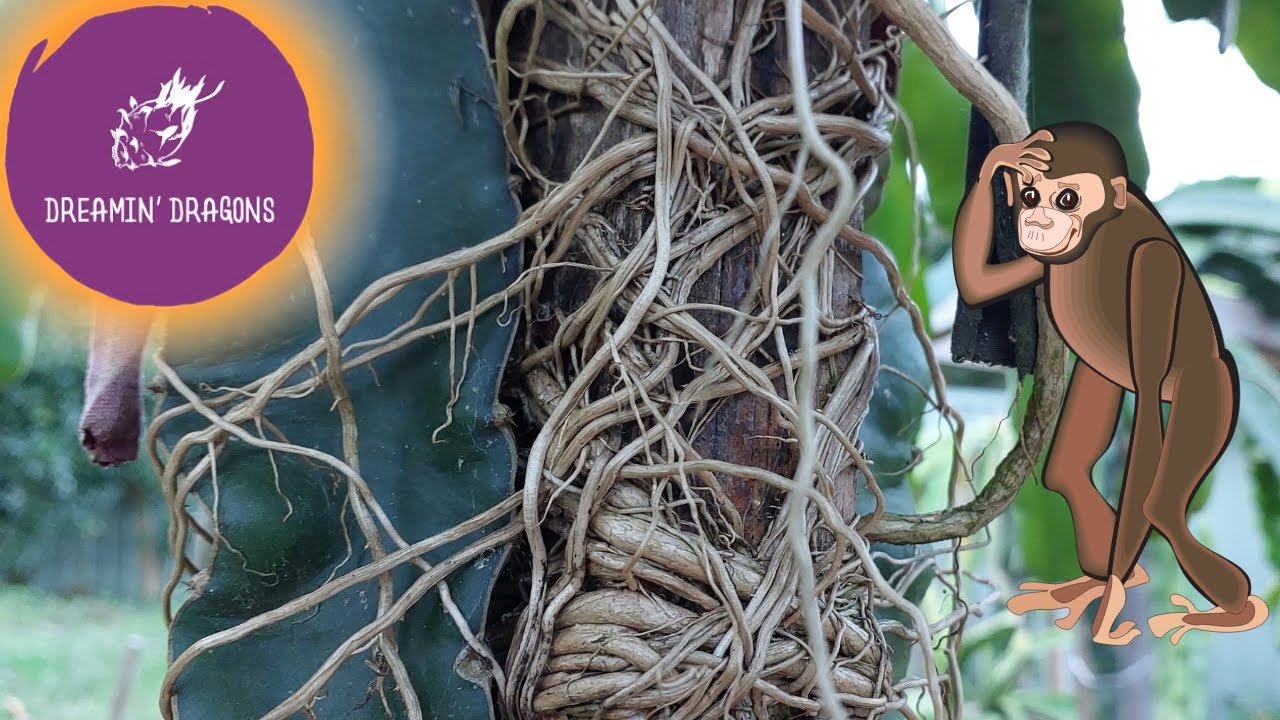 Aerial roots. Friend or Foe?