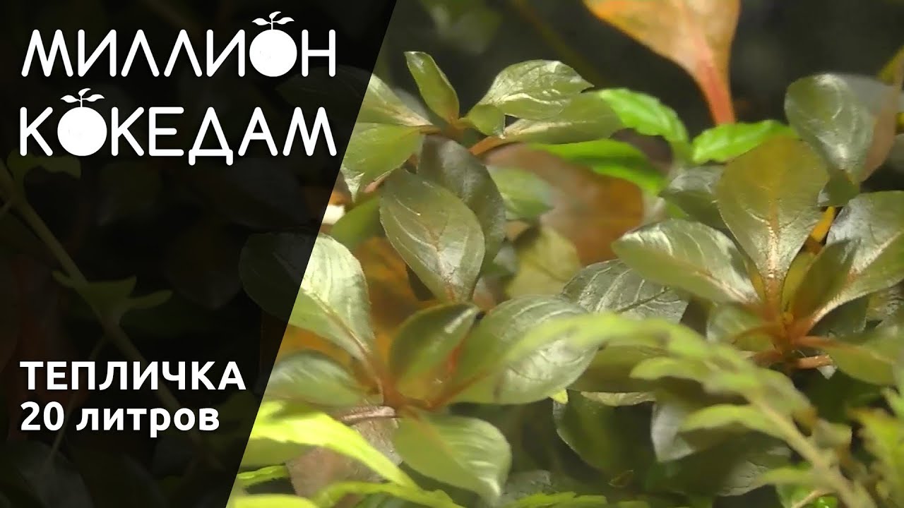 Тепличка 20 литров с аквариумными растениями 15.03.2019