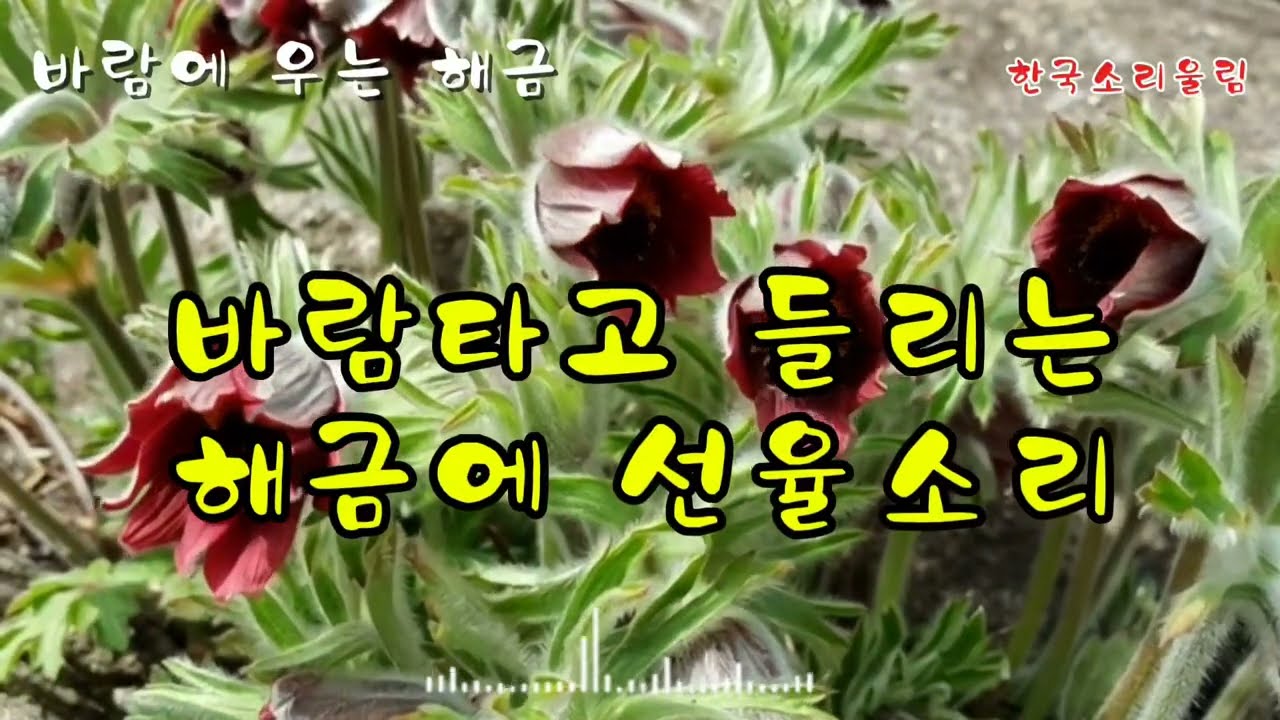 바람에 우는 해금...바람 타고 들리는 해금의 선율 소리
