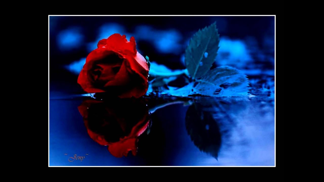 Gilbert Becaud   Lo Importante Es La Rosa   En Español HD