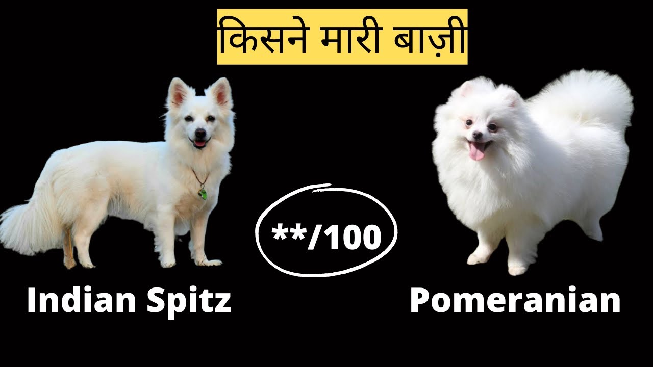 Indian Spitz vs Pomeranian in Hindi | देसी कुत्ते के बारे में जानकारी | Indian dog vs foreign dog |