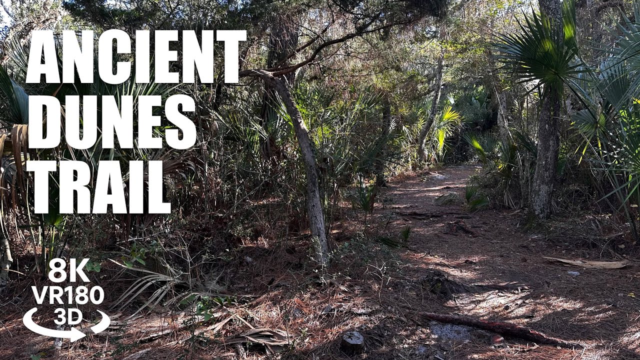 Anastasia State Park Ancient Dunes Trail VR180 8K 3D Sandy Loop Hike, Coastal Forest VR视频 3D動画 VR旅行