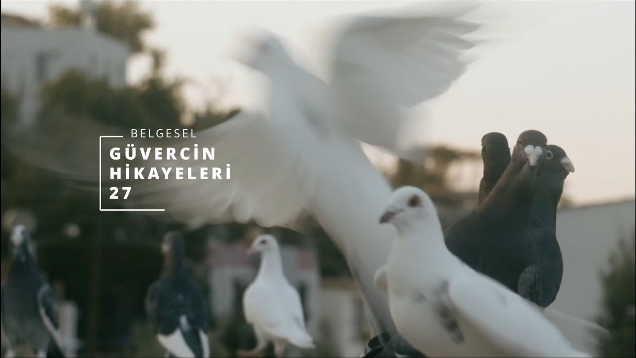 Güvercin Hikayeleri Belgesel Dizisi 27. Bölüm | Hüseyin Altaş | Adana Dalıcı Güvercini