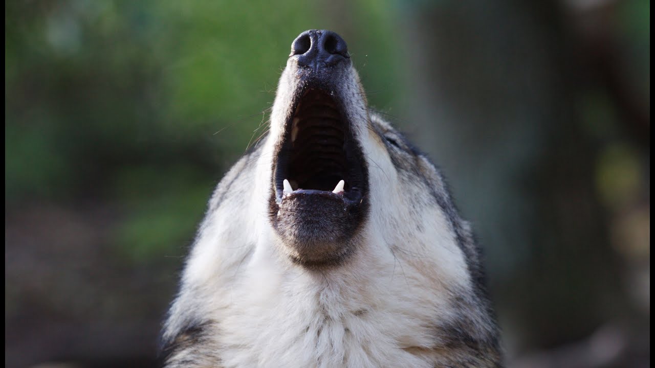 Wölfe Heulen Jaulen Tiere Kommunikation - Wolfcenter powered by schuhplus - Schuhe in Übergrößen