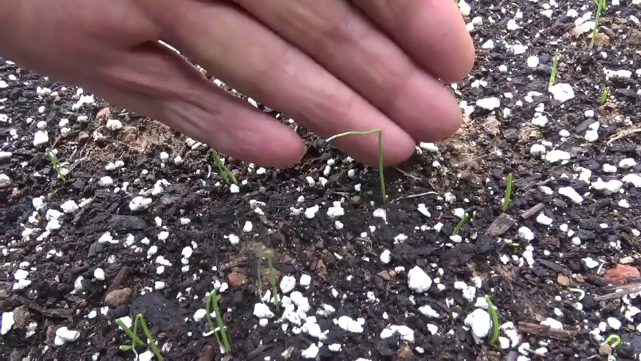 ONIONS - *PART 1* GROWING BIG SLICING ONIONS FROM SEED **SECRETS** (OAG)