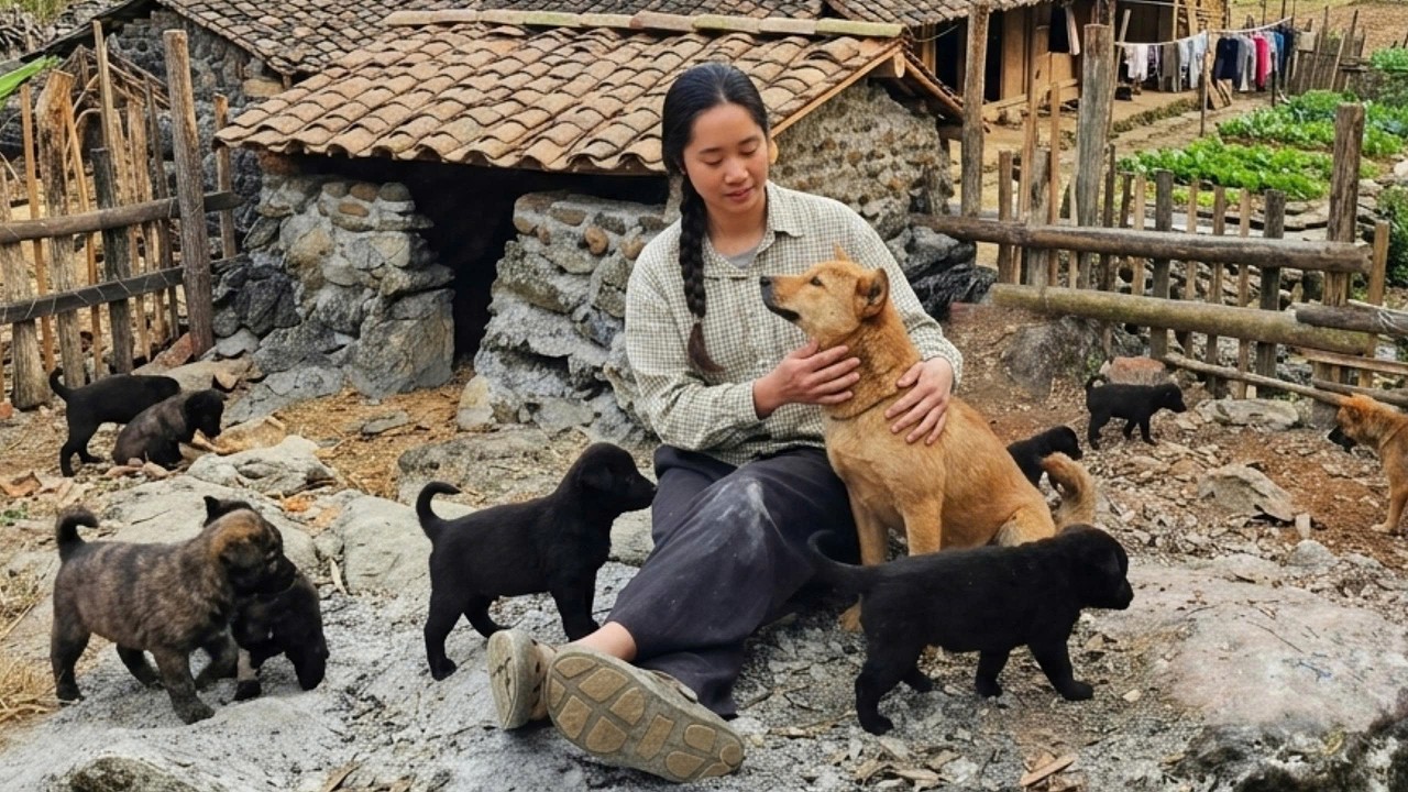 Full video: The loneliness of a girl living alone on a farm with her little dogs.