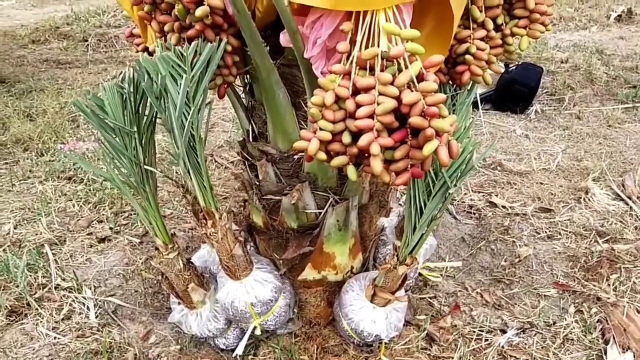 កូនខ្នែងពូជញី និងផលផ្លែល្ម៉ើរក្រៀម  ២០២០ ក្រុមហ៊ុន ខេង ឡាយ 092 696933 Cambodia Date Palm Degletnour