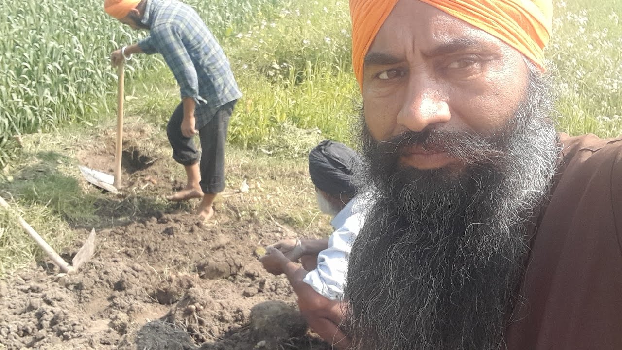 new #vlog  👍🏾ਹਲਦੀ ਆਪਣੇ ਘਰ ਦੀ ਜਰੂਰ ਬੀਜੋ ਘਰ ਦੀ ਹਲਦੀ ਦੇ ਬਹੁਤ ਫਾਇਦੇ ਹਨ 👍🏾#viral #subscribe #youtube👌😍👍🏾