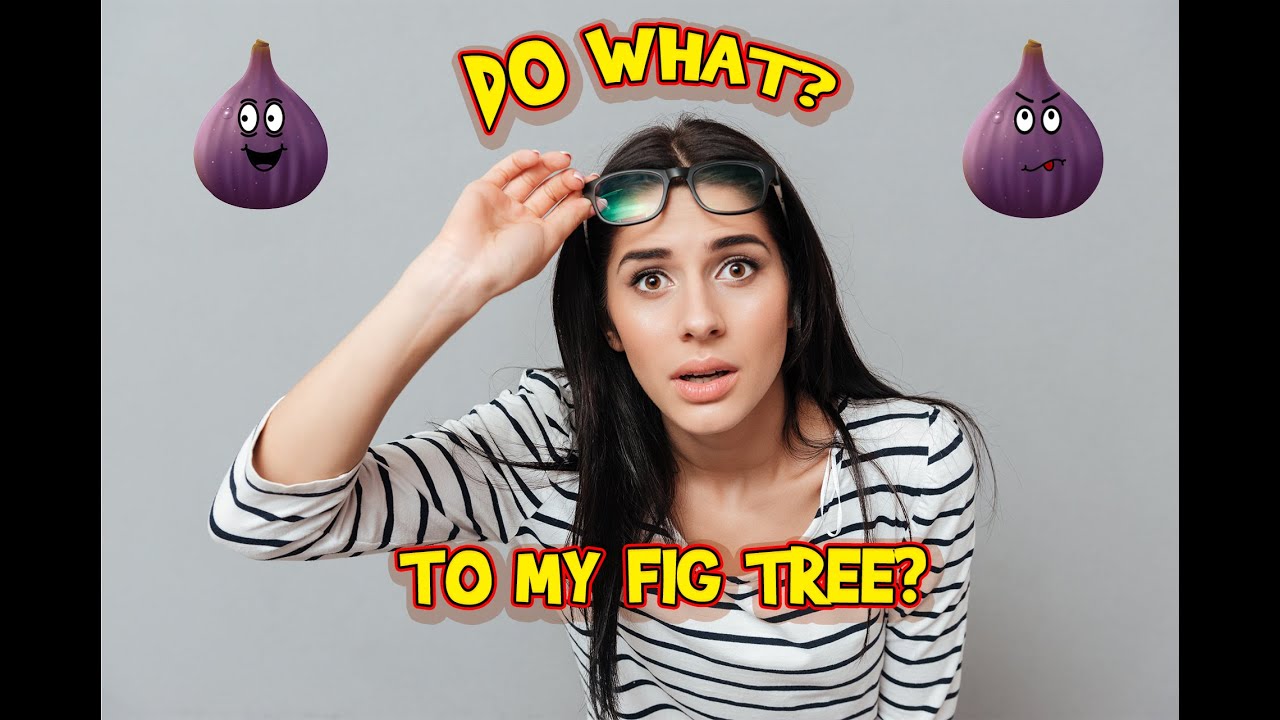 spring care fig tree Tutorial