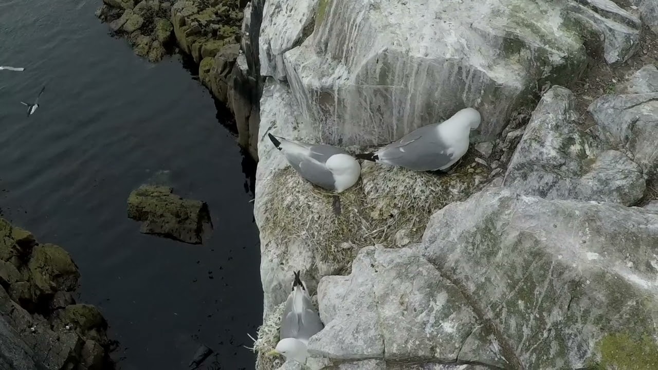 The Farne Islands